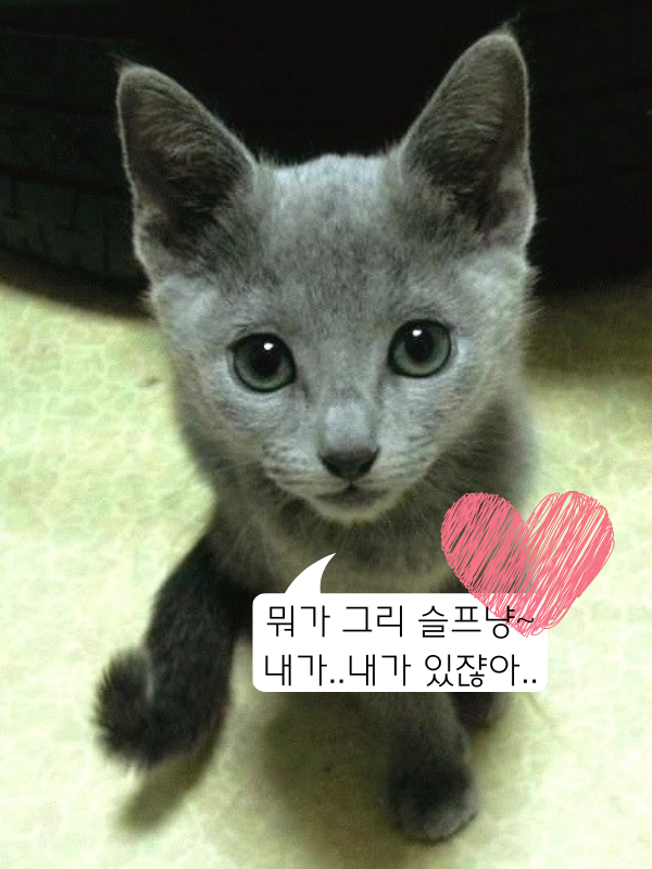  [명언.시] 명언 2개, 마야 엔젤로우 시 "오직 드릴것은 사랑뿐이리"