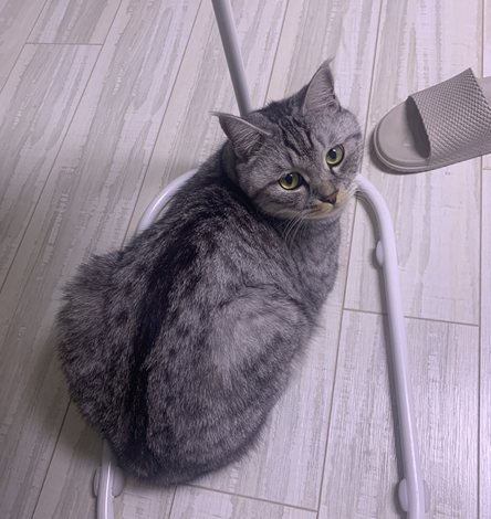  고양이 발톱 깎기