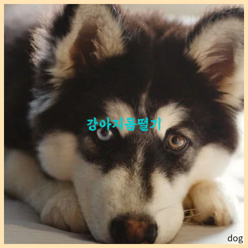  강아지 몸떠는 이유 같이 알아보자!