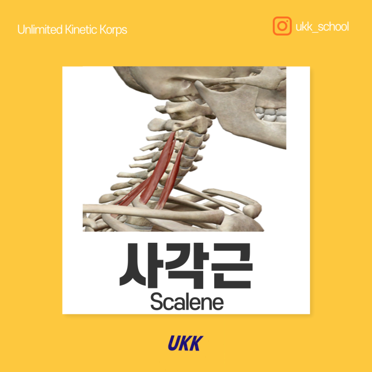  사각근 Scalene