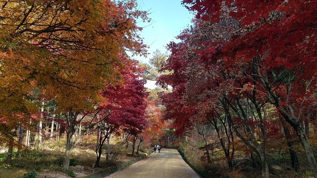  법률상담-부동산매매계약 매수인 잔금지급 지연과 매도인의 계약해제 방법(자동해제약정의 효력여부)