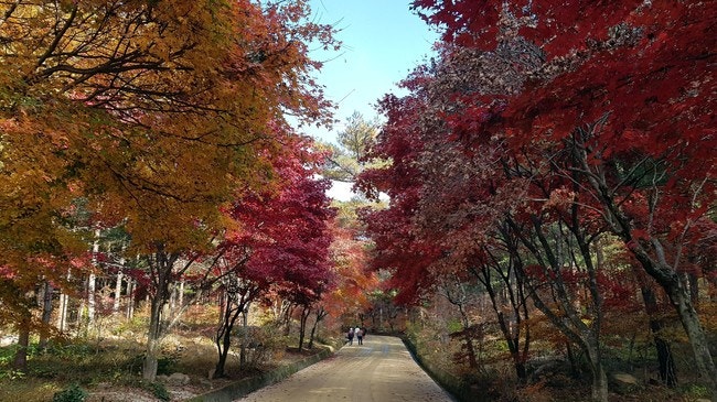 법률상담-부동산매매계약 매수인 잔금지급 지연과 매도인의 계약해제 방법(자동해제약정의 효력여부)