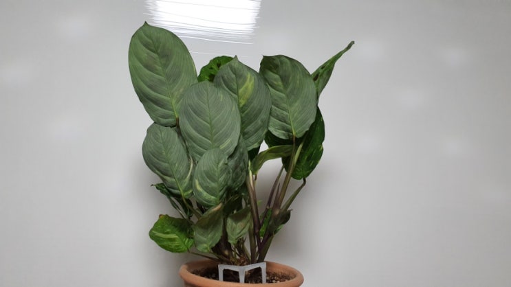 기도하는 식물 칼라데아마란타 무늬마란타 희귀식물 식물기르기 방에서키우는식물 How to Grow Calathea maranta variegata (feat 생명나무농장카페)