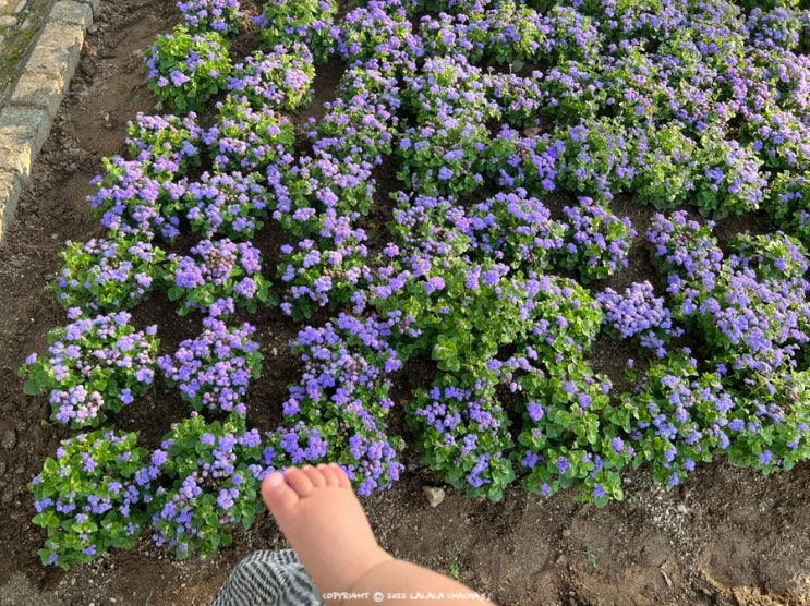  청주 아기랑 갈만한 곳 증평 보강천 미루나무숲 놀이터