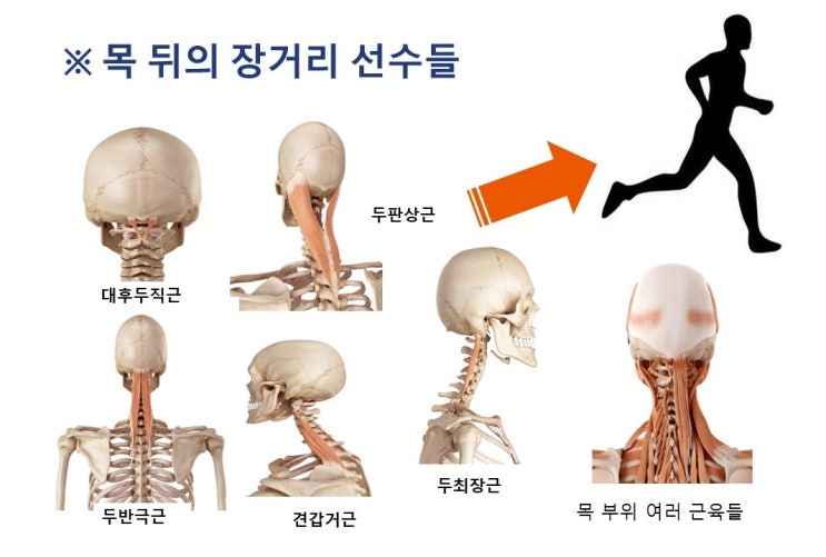  스마트폰좀비(스몸비)와 거북목증후군, 대후두직근과 미주신경