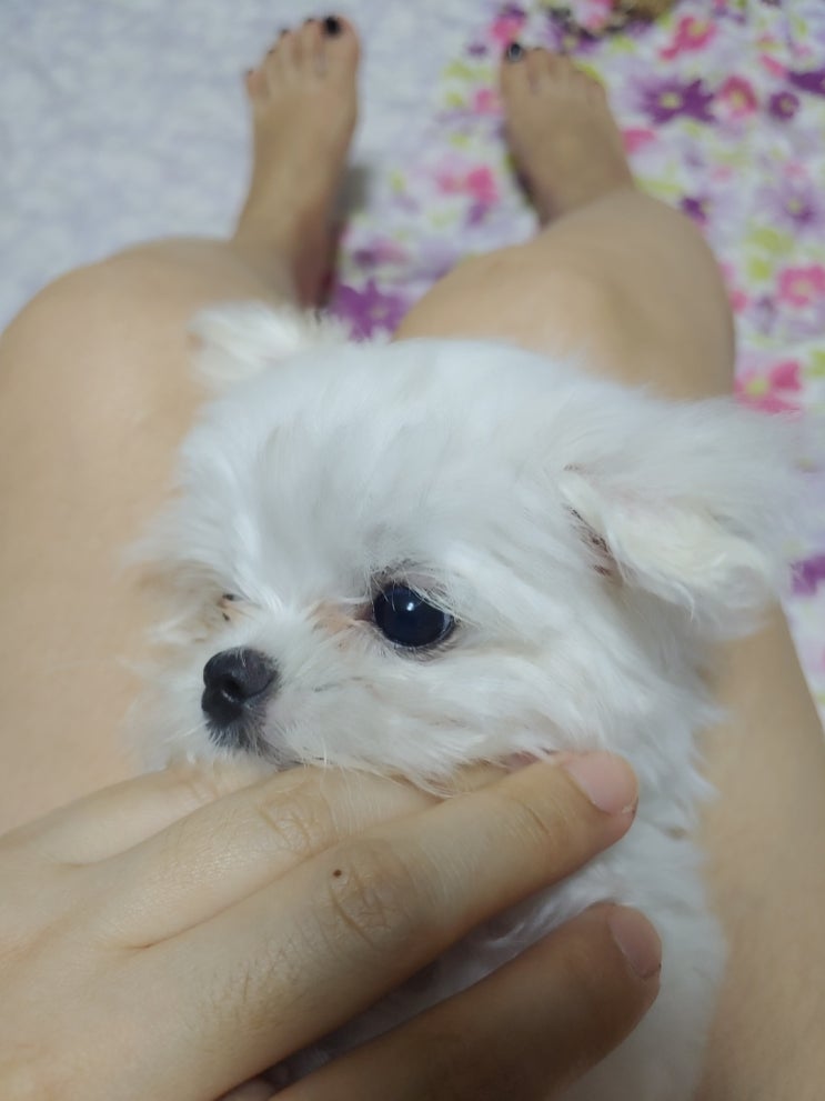  새끼강아지 입질 어떻게 해야 될까요?? 교육방법 알아보기