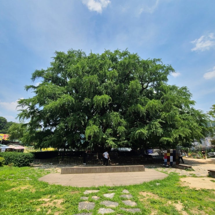 [인천대공원] 800살 천연기념물 《장수동 은행나무》와 《만의골 느티나무집》 막걸리에 파전