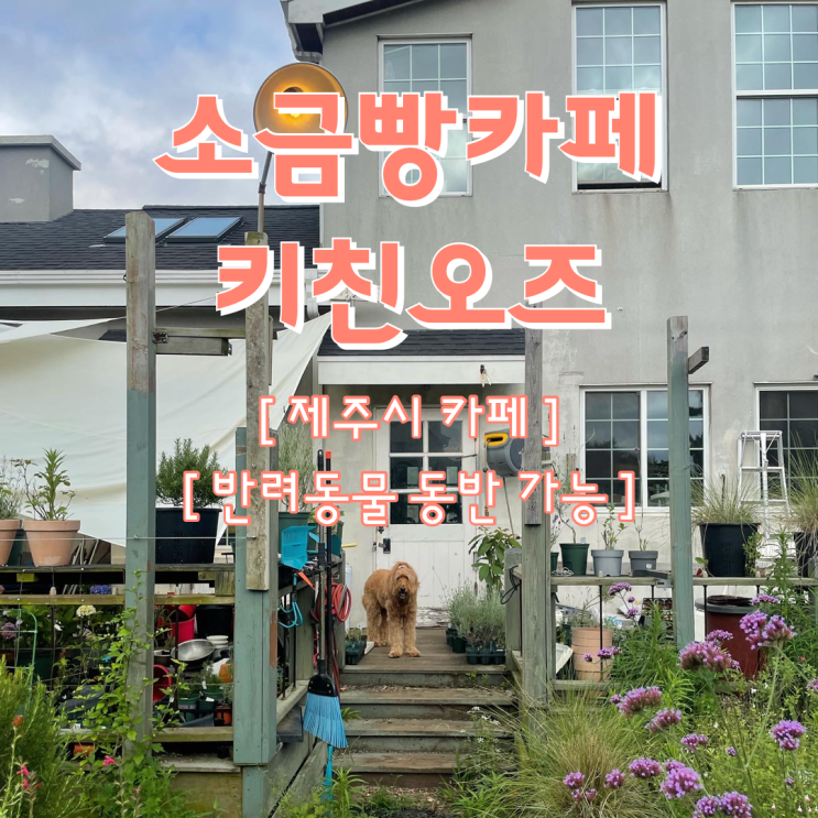  {제주시/카페} 소금빵까페 키친오즈 :: "점장 다얀님이 소개해 주는 비밀 정원" , 제주 카페 추천, 제주 소금빵 맛집, 애견 동반 카페