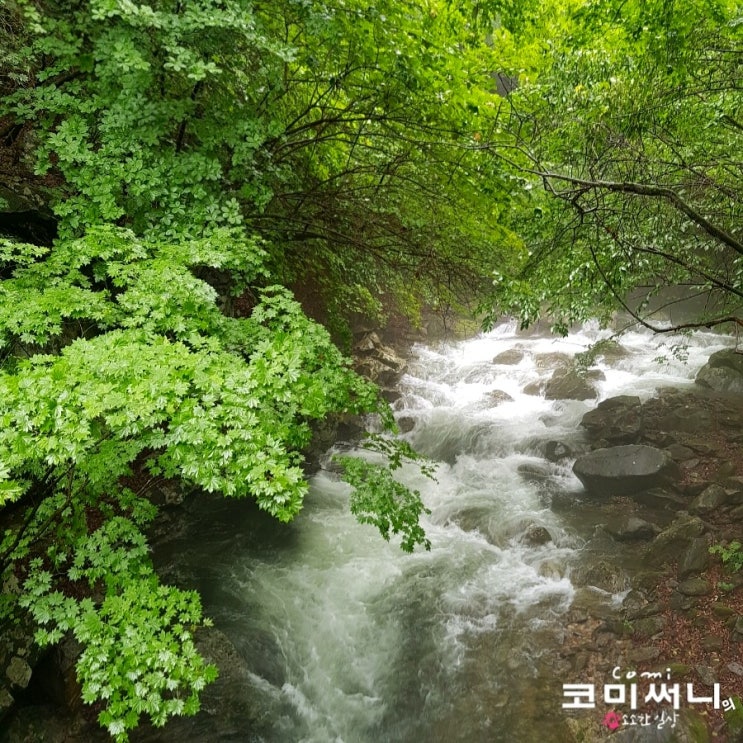 가평 강씨봉자연휴양림 물놀이장과 강씨봉 산행 :숲속의 집 바람 세 번째 여행