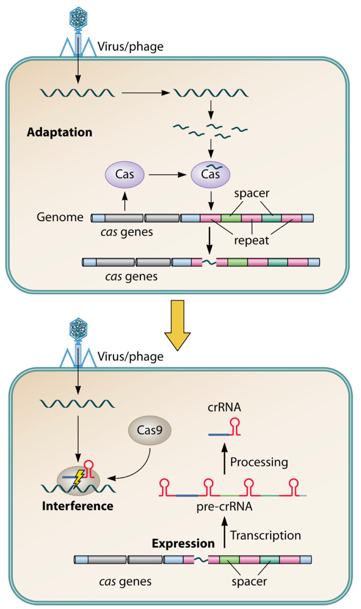 Cas 유전자의 발견 및 Spacer 간의 관계 규명 (3)