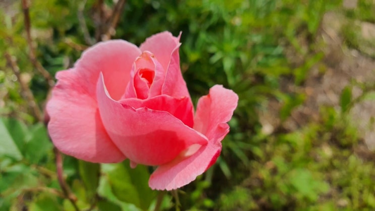 분홍장미 꽃말