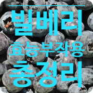  눈 건강에 빌베리 효능 섭취량 부작용 먹는방법 활용방법
