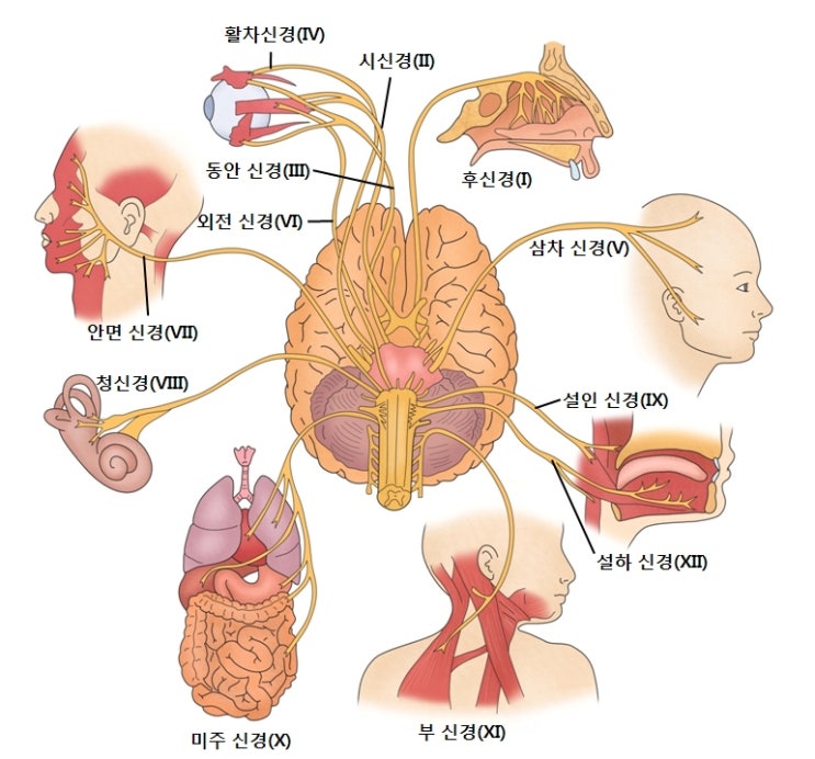  12 뇌신경 정리 및 기능