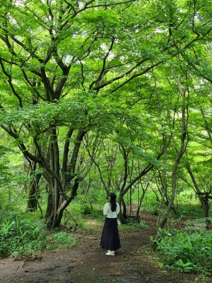  [2박 3일] 제주 동쪽 여행 코스 (여행경비/성산맛집/ 함덕해수욕장 시설/ 사려니 숲길/ 자매 국수/ 고등어회 맛집)