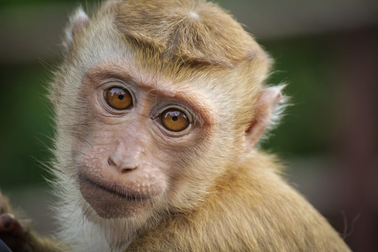  원숭이두창(Monkeypox virus) 확산세, 산너머 산이네요.