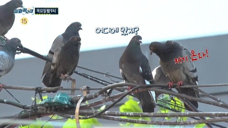 금천구 비둘기떼 위치 구구맘 정체 아버지 고소한 아들 실화탐사대 금천구 비둘기떼 위치 구구맘 정체 아버지 고소한 아들 실화탐사대