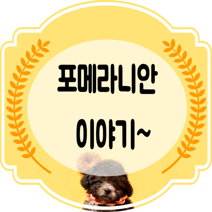  귀여운 포메라니안 파헤치기~!! (색. 성격. 크기. 가격. 분양 주의점)