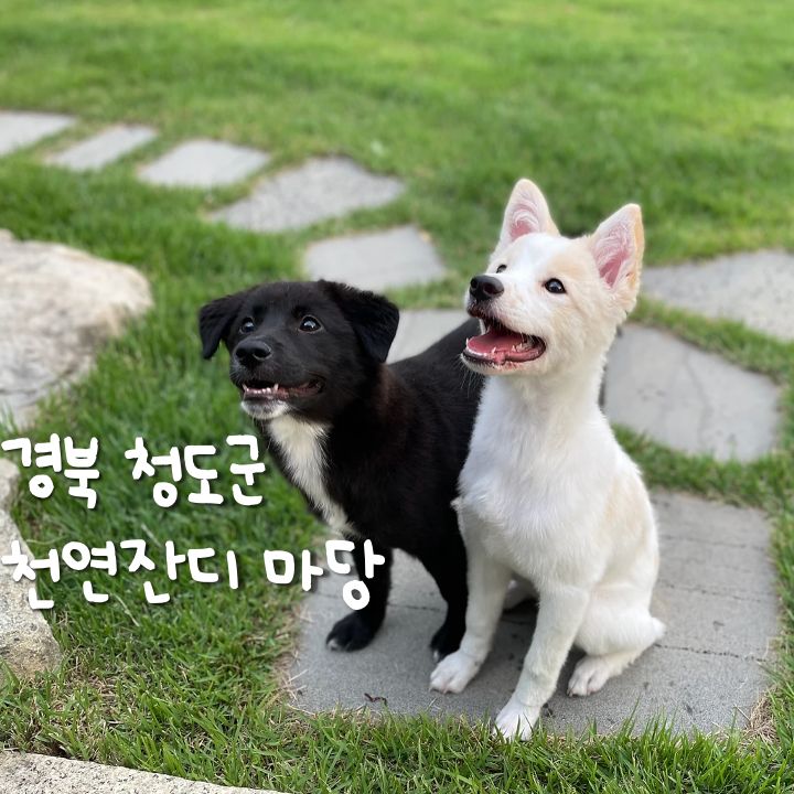 푹신푹신한 경북 청도 천연잔디 애견운동장