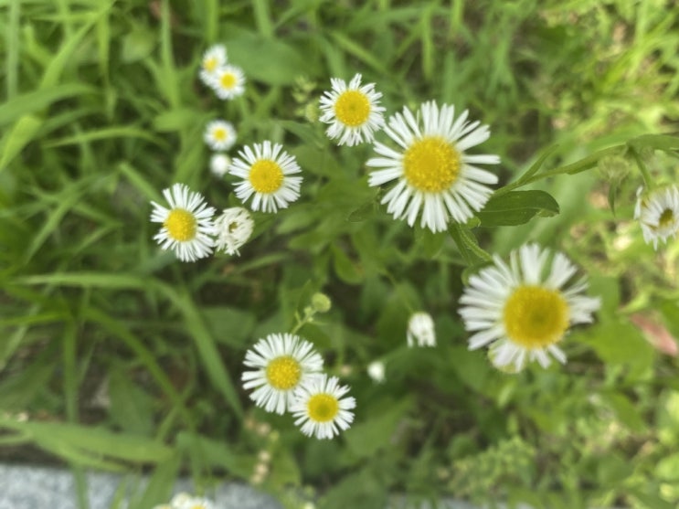  개망초 꽃말 알아봐요!