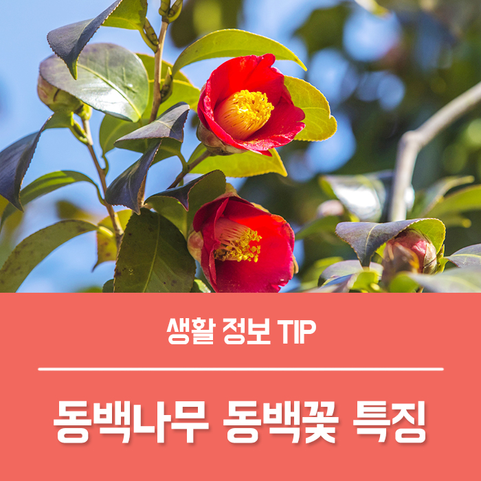  동백꽃 꽃말 전설과 특징 동백나무 키우기