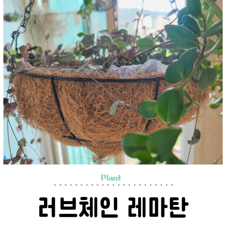  러브체인 꽃 피움, 레마탄 행잉화분 모아심기