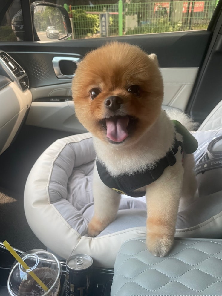  [포메라니안] 코코 미용 했어요!!!