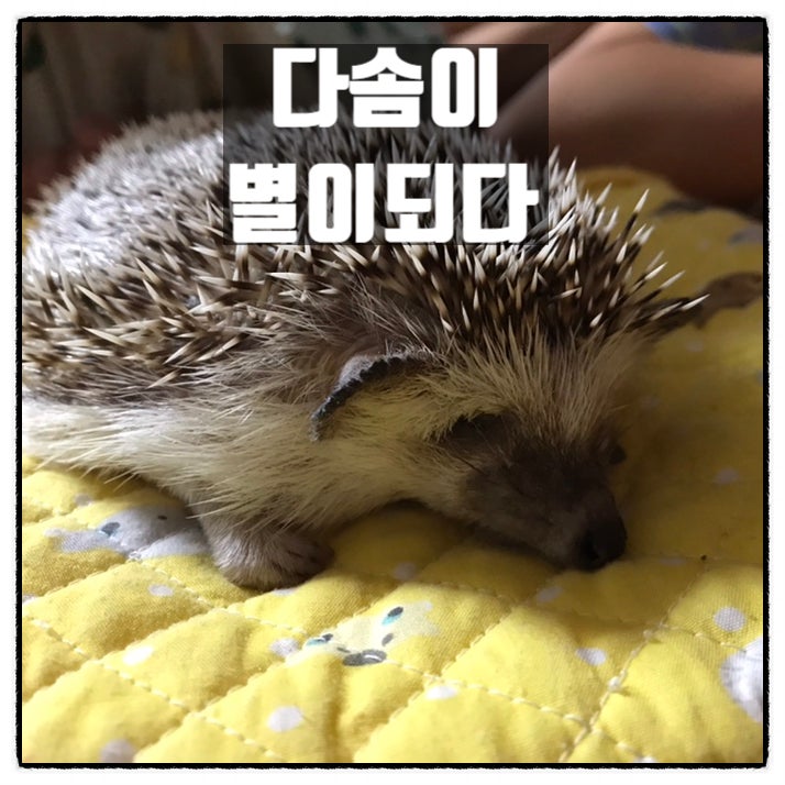 고슴도치 다솜이 삼형제 품에서 별이되다 (오늘 포스트는 쉽니다) 고슴도치 다솜이 삼형제 품에서 별이되다 (오늘 포스트는 쉽니다)