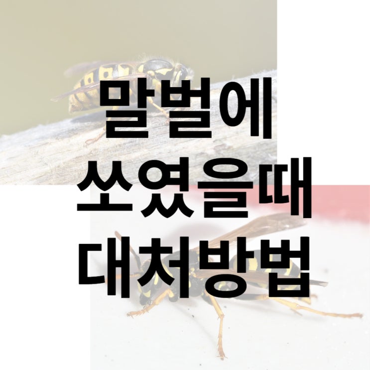  말벌에 쏘였을때 대처방법 알려드립니다.