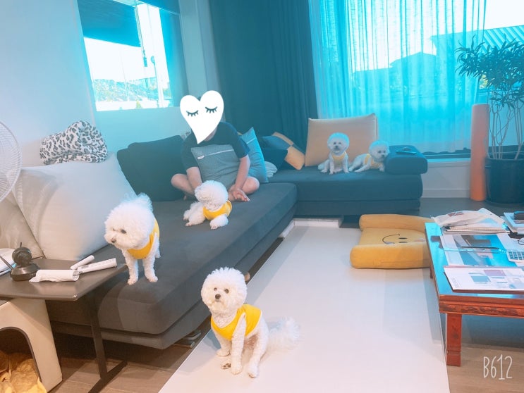  [비숑일기] 오비숑둥이들 근황