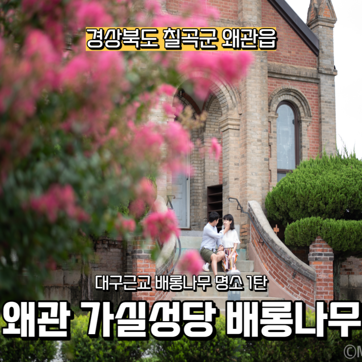  [경상북도] 대구 근교 배롱나무 명소, 칠곡군 왜관읍 가실성당 배롱나무 + 네이버 뭐하지판_친구와