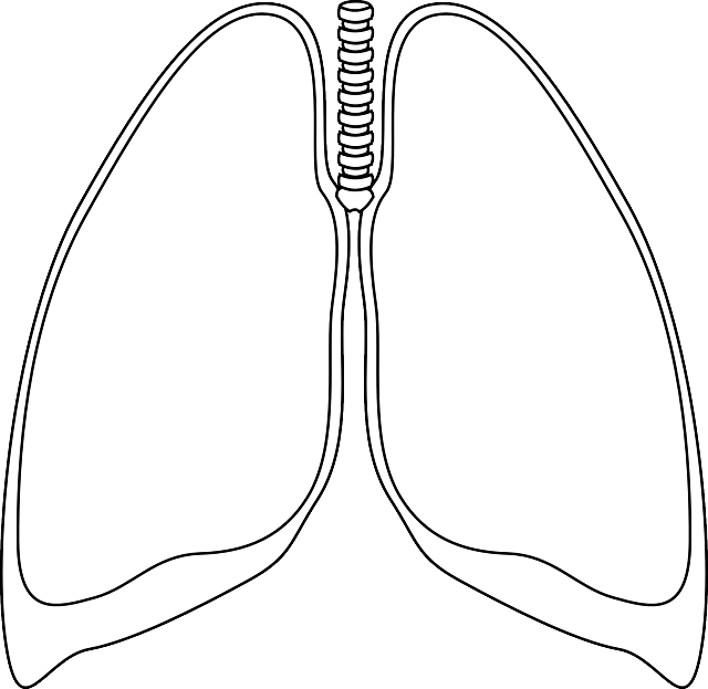폐의 구조와 기능은 어떤 것들이?
