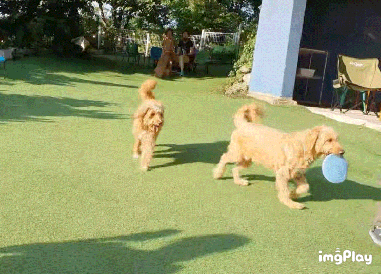 가평 애견동반 카페 "아웃팅(outing)"