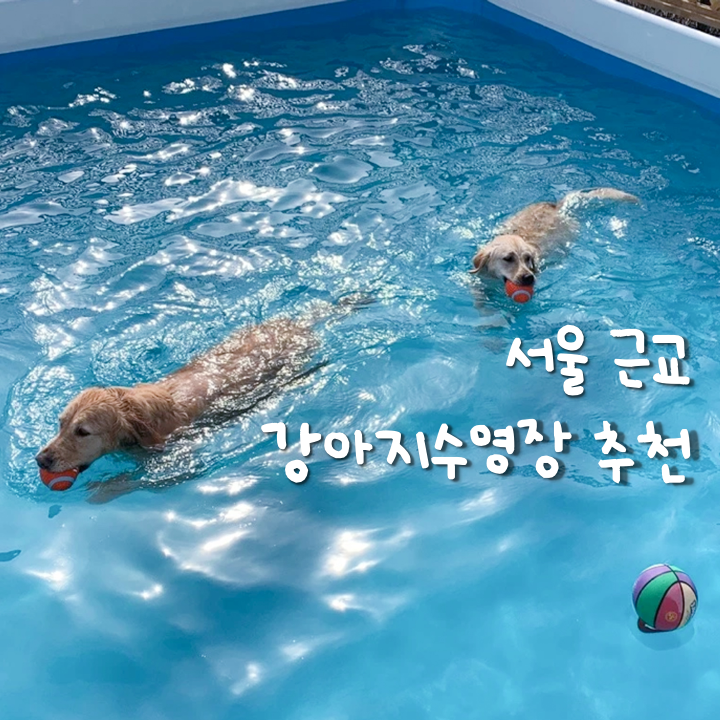  c서울 근교 강아지수영장 모음.zip