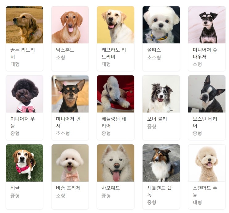  개종류 강아지종류 200가지 총정리!(견종백과)