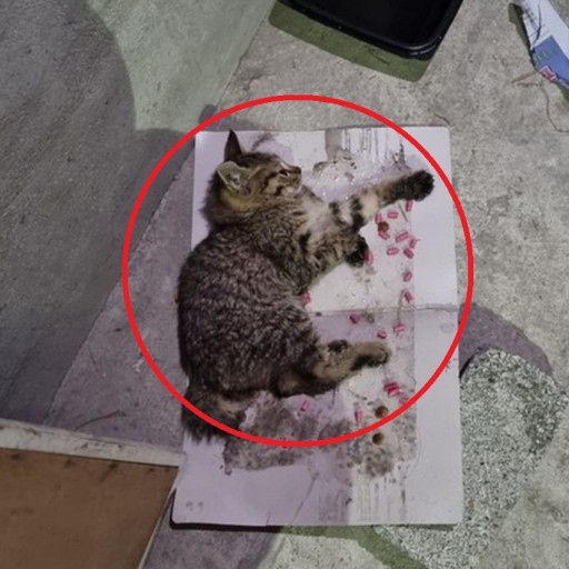 고양이 n번방 동물 학대 채팅방 고어전문방 운영자 송치 고양이 n번방 동물 학대 채팅방 고어전문방 운영자 송치