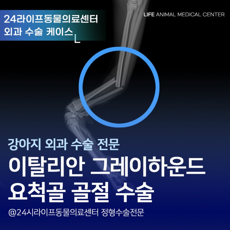 이탈리안그레이하운드 앞다리 골절 수술 : 아이쥐 요척골 수술은 이렇게! 대구24시라이프동물의료센터