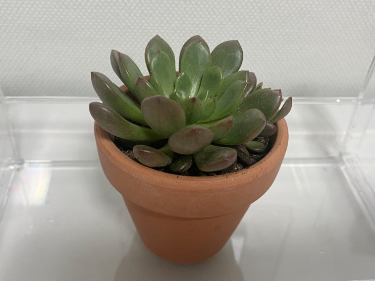  다육식물 키우기 다이소 화분으로 겟!