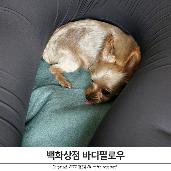 백화상점 여름 바디필로우 신랑 팔베개 대신 백화상점 여름 바디필로우 신랑 팔베개 대신