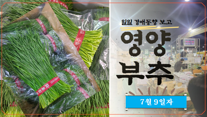 [경매사 일일보고] 가락시장 7월 9일자 "영양부추" 경매동향을 살펴보겠습니다!