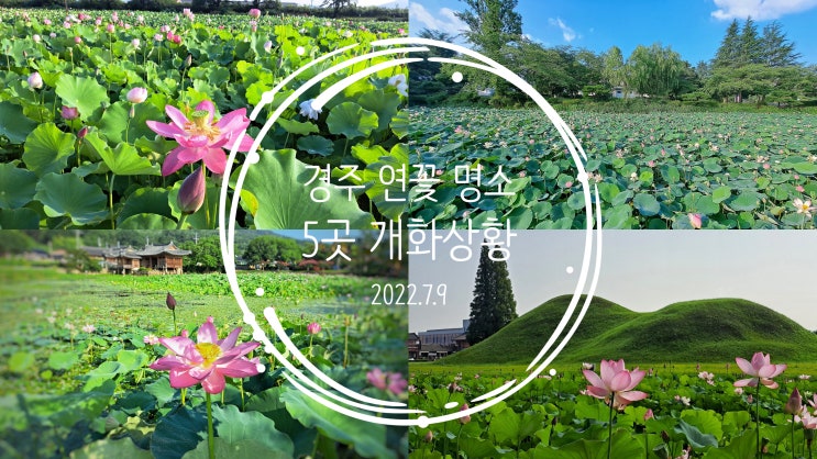  경주 연꽃 명소 5곳 개화 상황 (2022년 7월 9일)