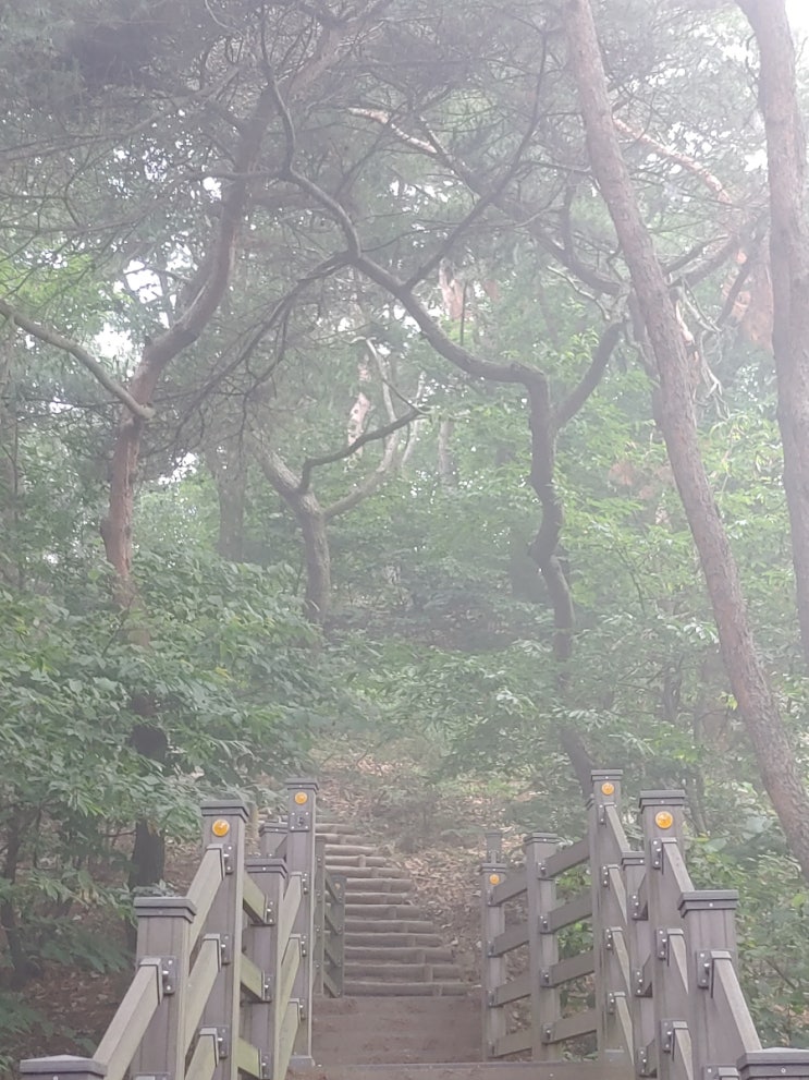 자욱한 안개와 어울리는 오늘 설봉산의 모습들 자욱한 안개와 어울리는 오늘 설봉산의 모습들