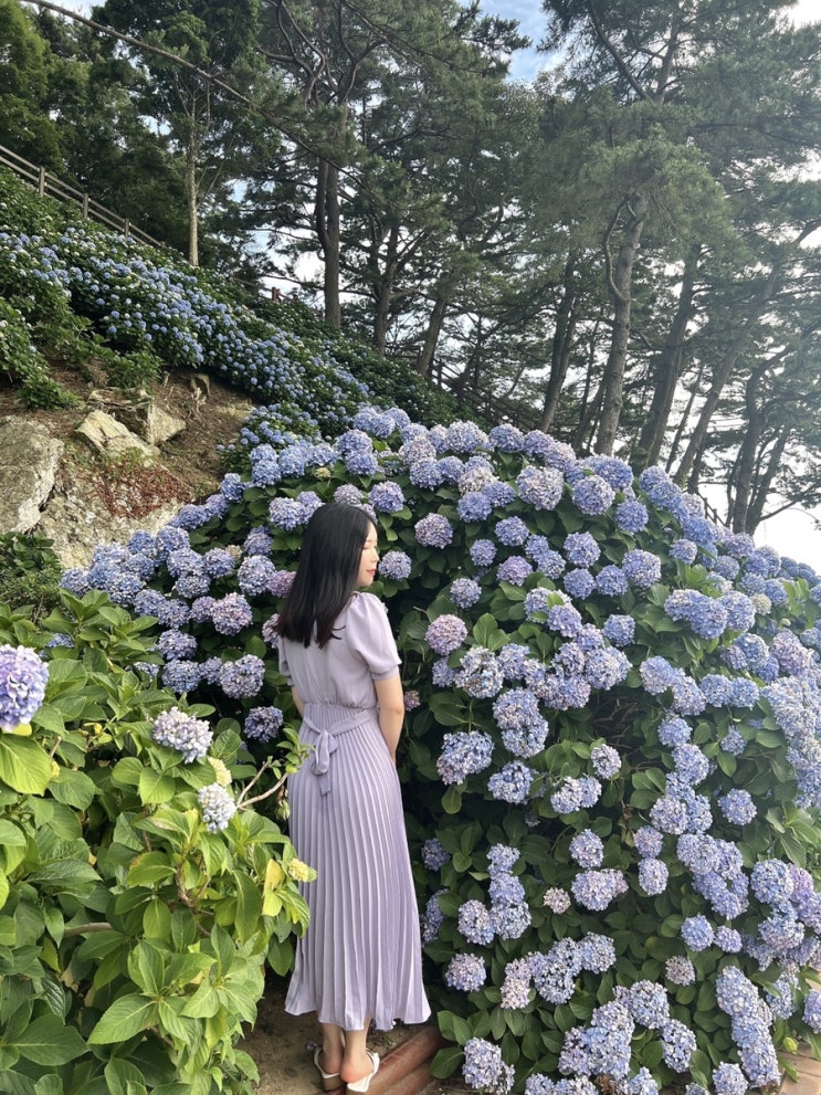 거제 수국명소 남부면 수국축제 (+개화상황 포토존)