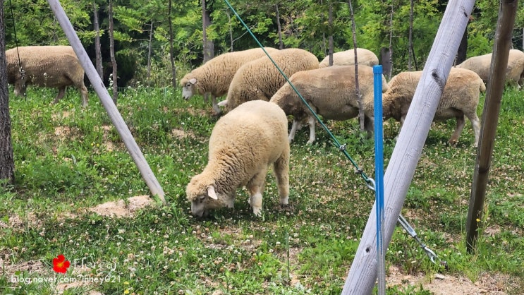 부산 나들이 1탄 해운대수목원 동물 구경 부산 나들이 1탄 해운대수목원 동물 구경