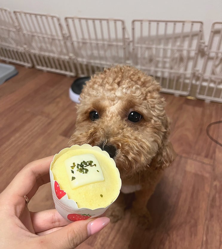  강아지 수제간식 추천/애견수제간식 택배 :: 진짜개맛집