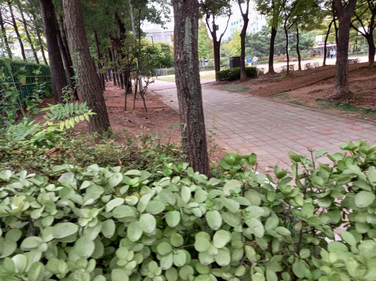 서울시 강서구 원당근린공원 풍경 사진입니다.