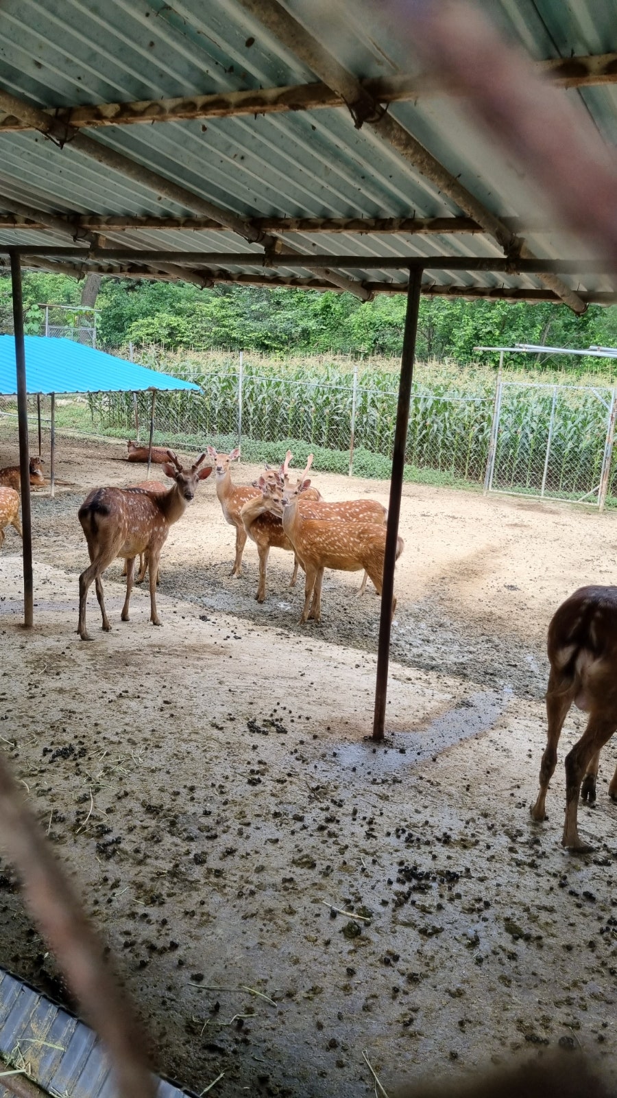 한계사슴농원 사진 4