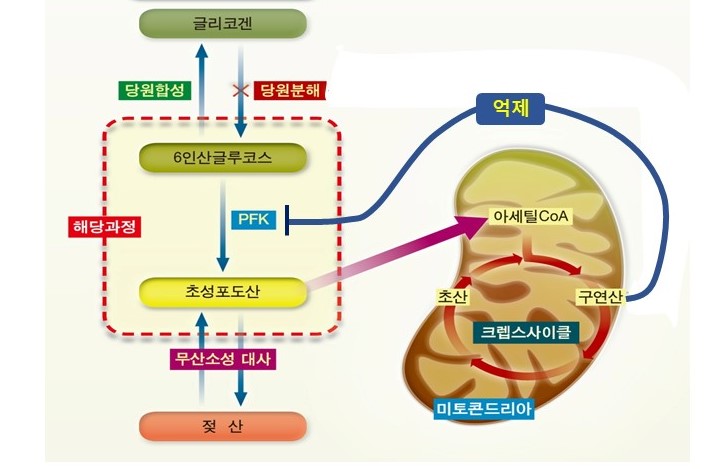  기회의 창은 성립하는가? 지구성 운동 후 탄수화물 보충, 단백질 보충, 글리코겐합성, 구연산(시트르산)
