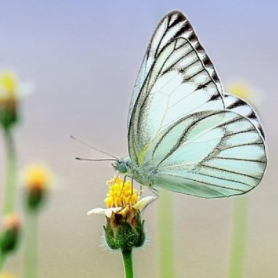  도서 인플루언서 코유(COU)'s [서평] 배부른 소리하고 자빠졌네 (막힘없이 술술, 읽다 보니 완독) (드라마틱, 극적 전개) (신간, 도서, 책, 수필, 에세이 추천)