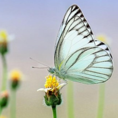 도서 인플루언서 코유(COU)'s [서평] 배부른 소리하고 자빠졌네 (막힘없이 술술, 읽다 보니 완독) (드라마틱, 극적 전개) (신간, 도서, 책, 수필, 에세이 추천)