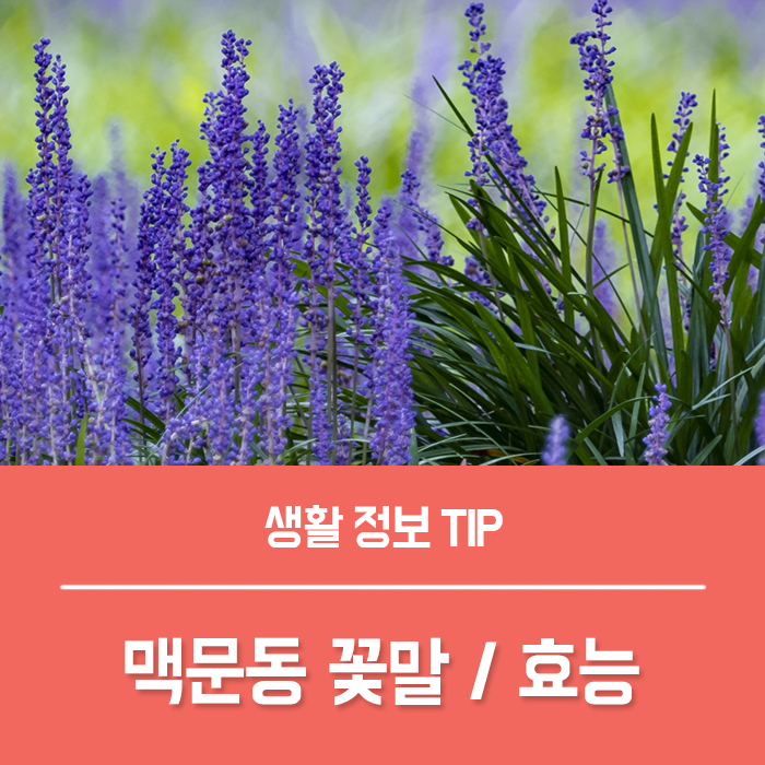  맥문동 꽃말 모종 키우기 볶은 맥문동 효능까지 총정리